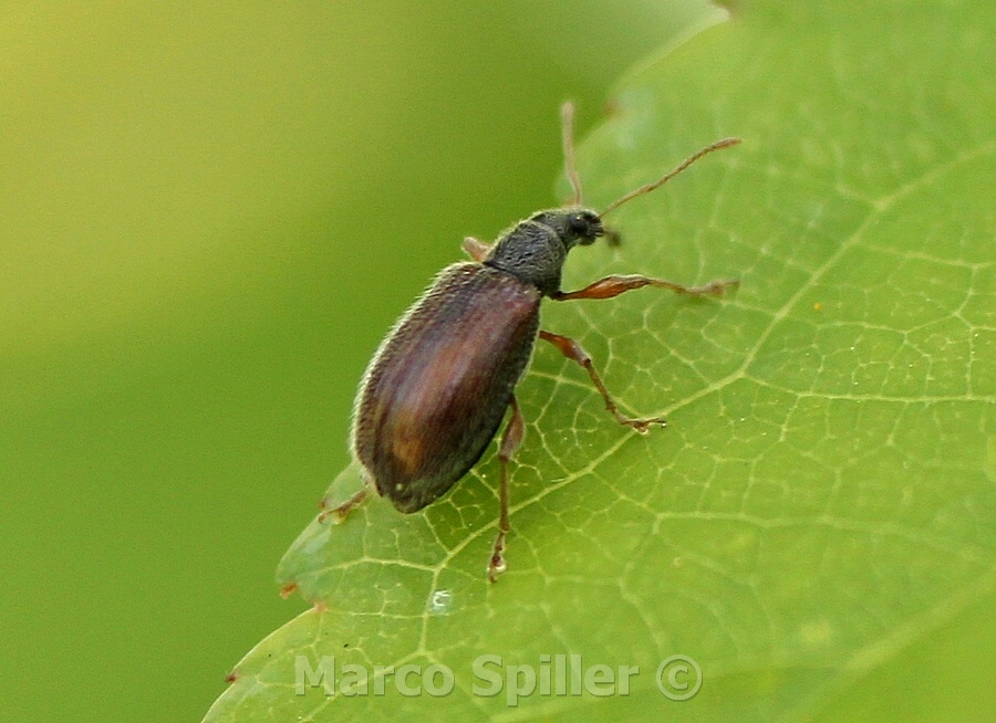 Phyllobius oblongus